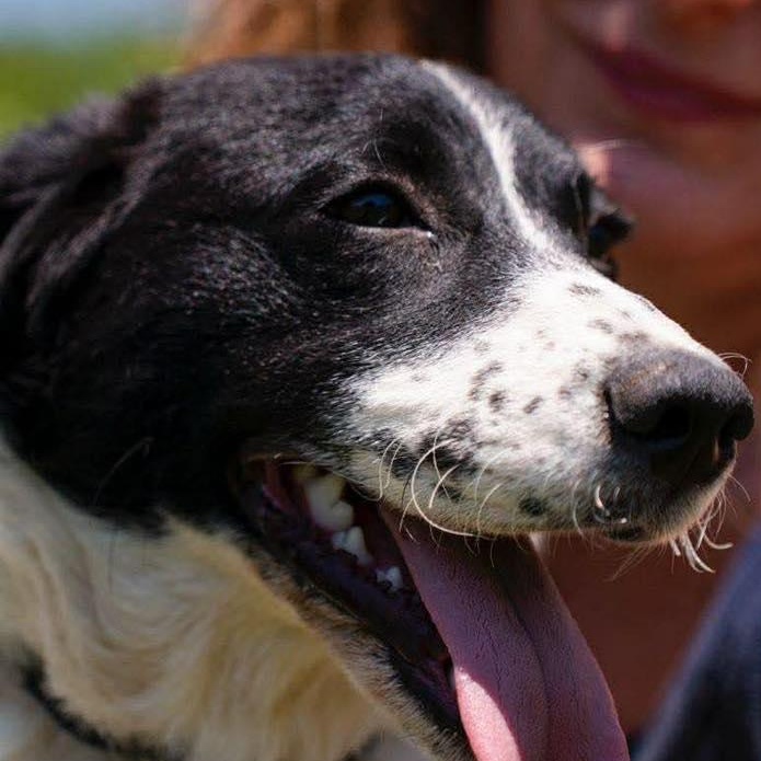 Enlarge Pongo, a ADOPTABLE mixed breed in Scarborough, ON image 1/4