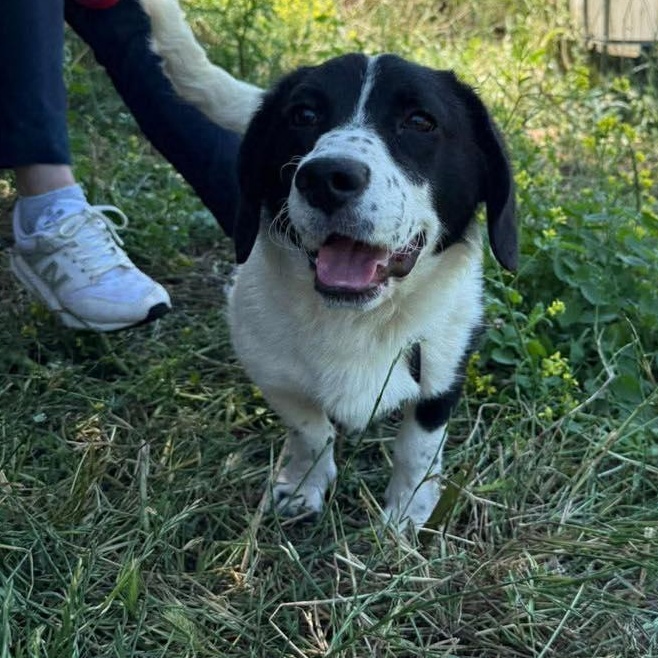 Enlarge Pongo, a ADOPTABLE mixed breed in Scarborough, ON image 3/4