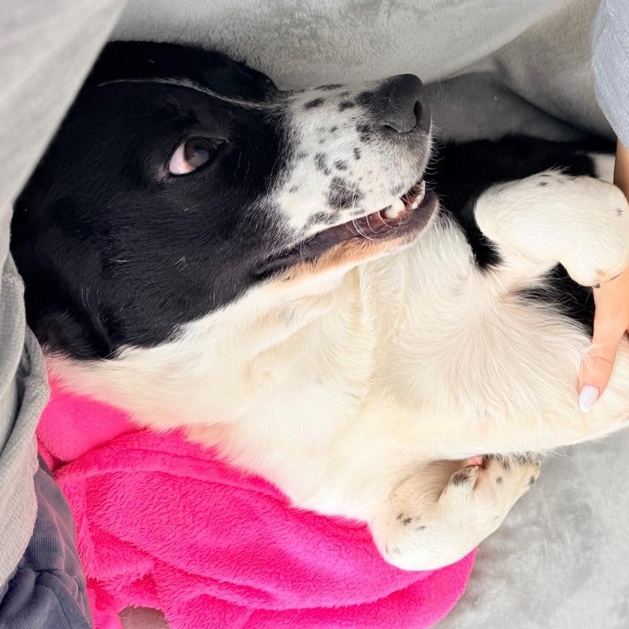 Pongo, an adopted mixed breed in Scarborough, ON image 4/4