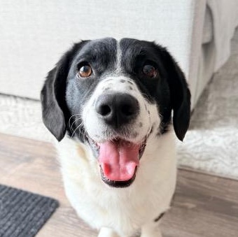 Pongo, adopted, Adult Female Pointer & Labrador Retriever.