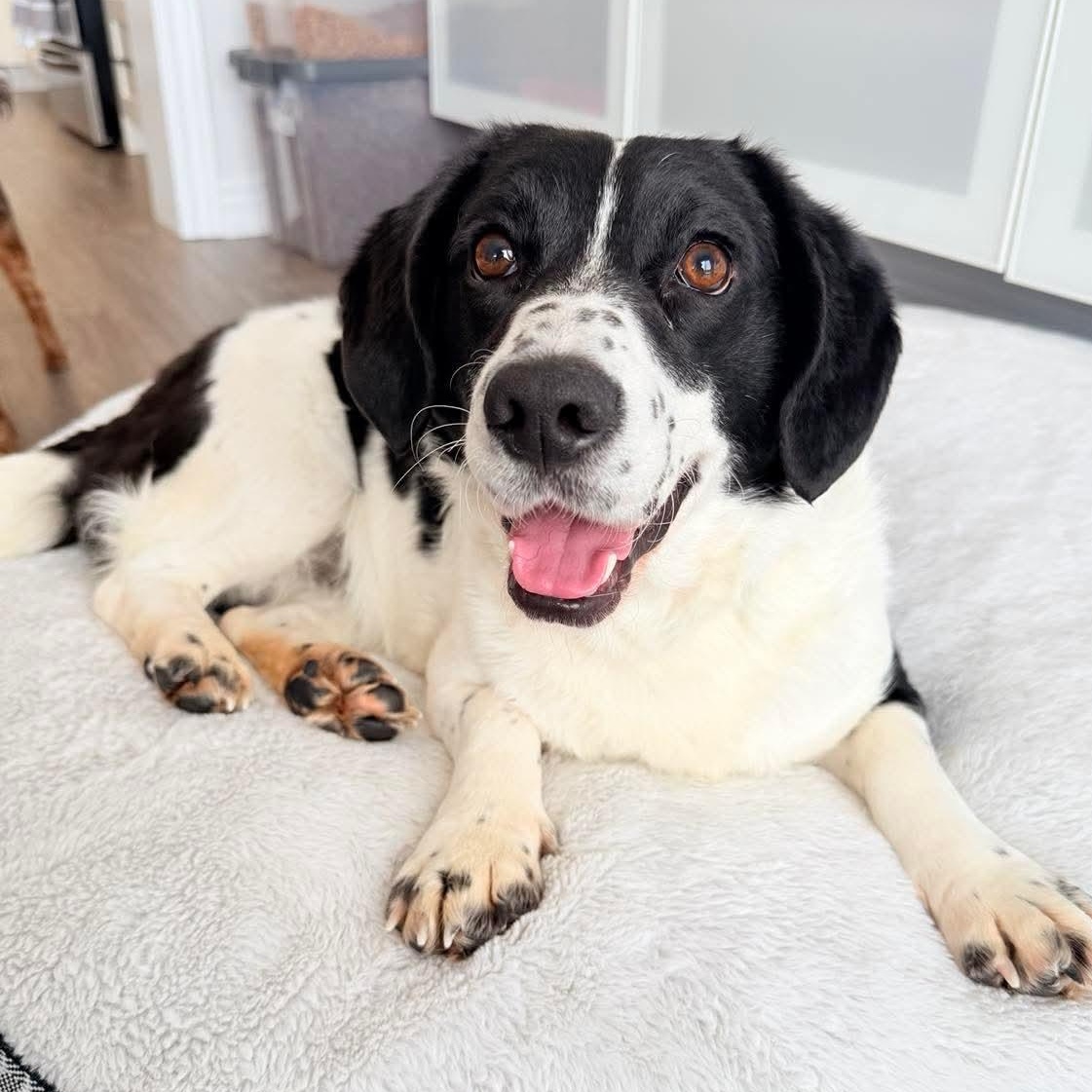 Pongo, an adopted mixed breed in Scarborough, ON image 3/4