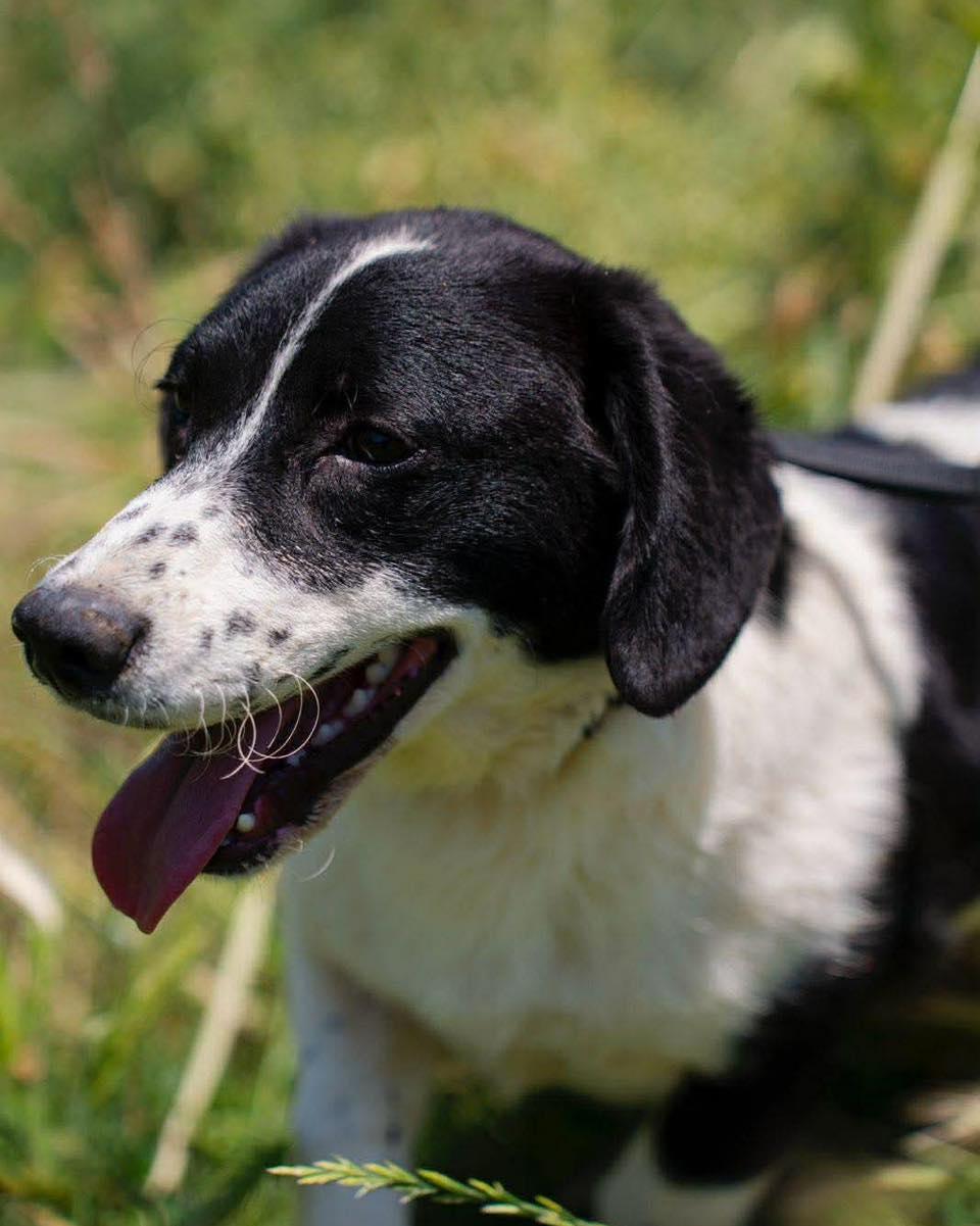 Enlarge Pongo, a ADOPTABLE mixed breed in Scarborough, ON image 4/4