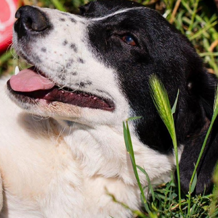 Enlarge Pongo, a ADOPTABLE mixed breed in Scarborough, ON image 2/4