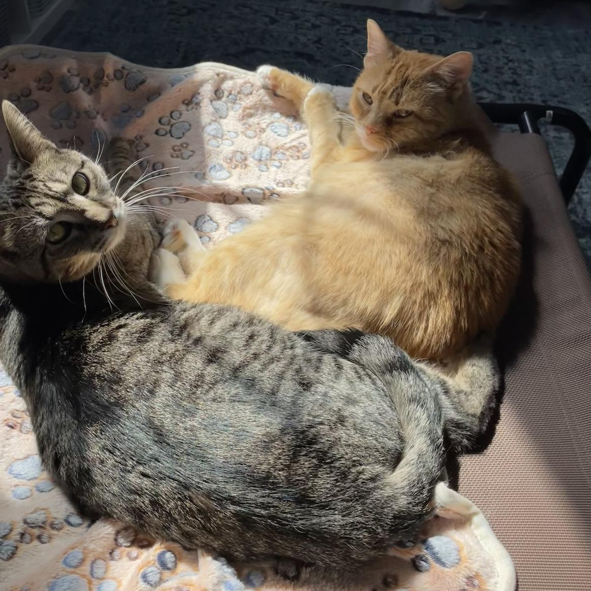 Nellie, a Adoptable Domestic Short Hair image 2/6