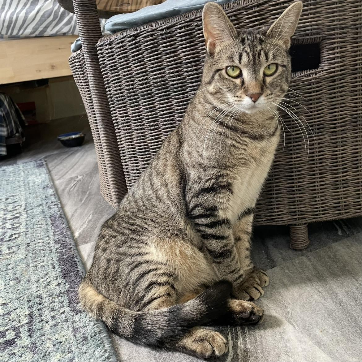 Nellie, a Adoptable Domestic Short Hair image 4/6