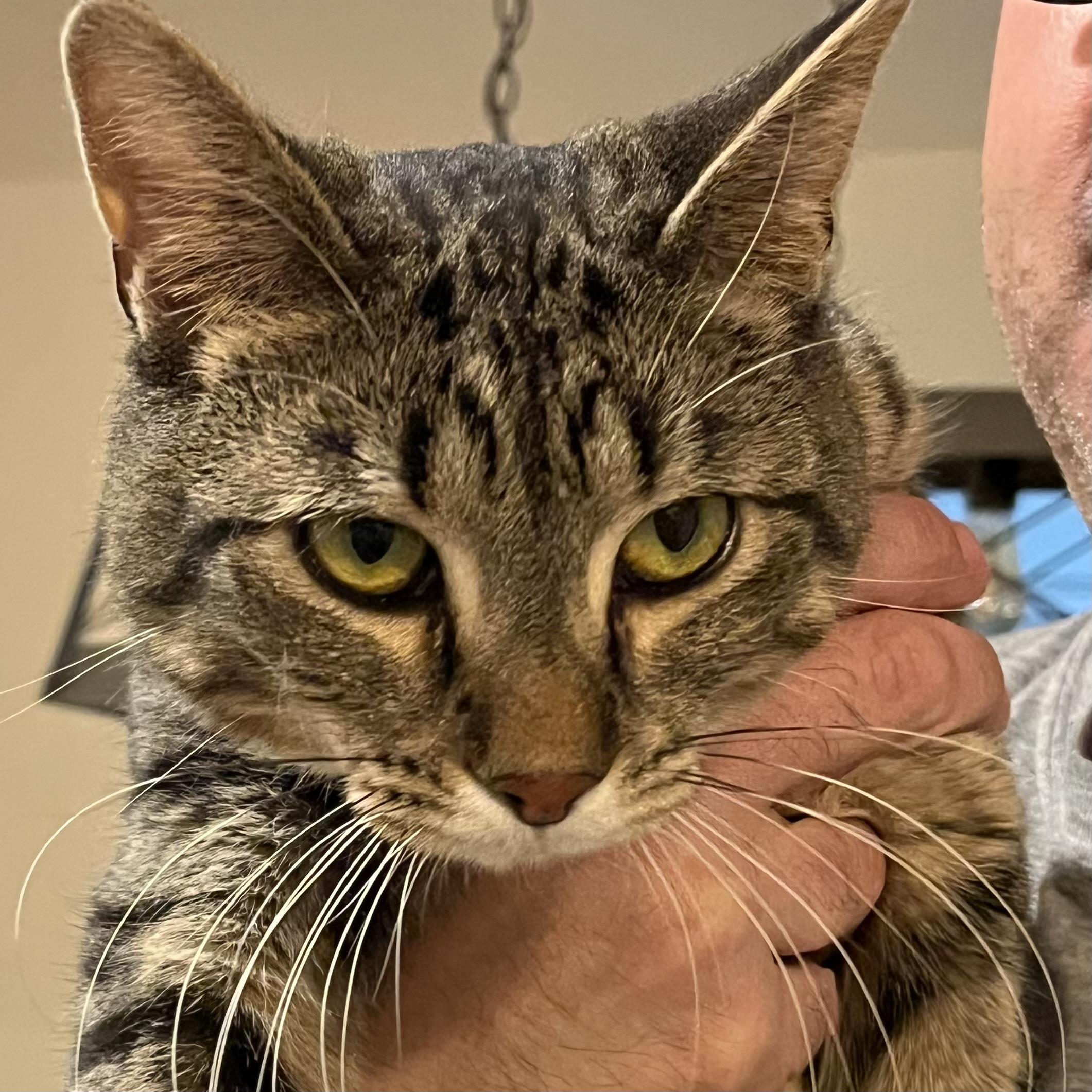 Nellie, an adoptable Domestic Short Hair in Lake Geneva, WI, 53147 | Photo Image 1