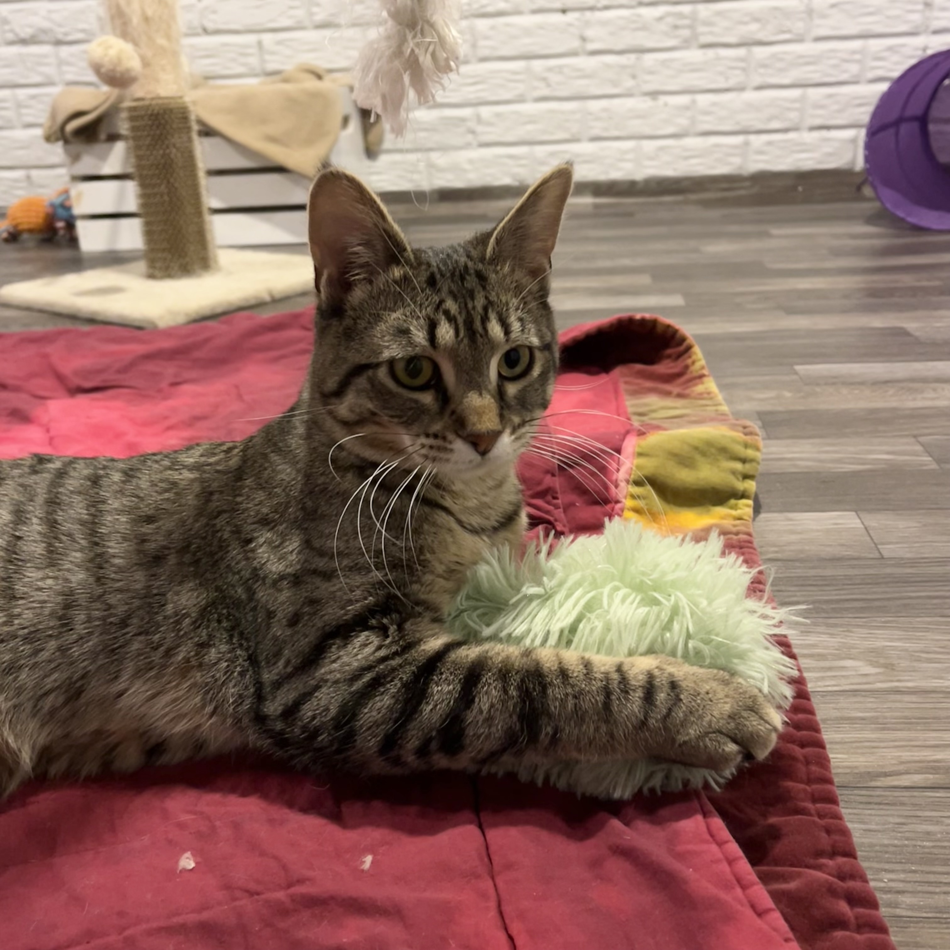 Nellie, a Adoptable Domestic Short Hair image 3/6