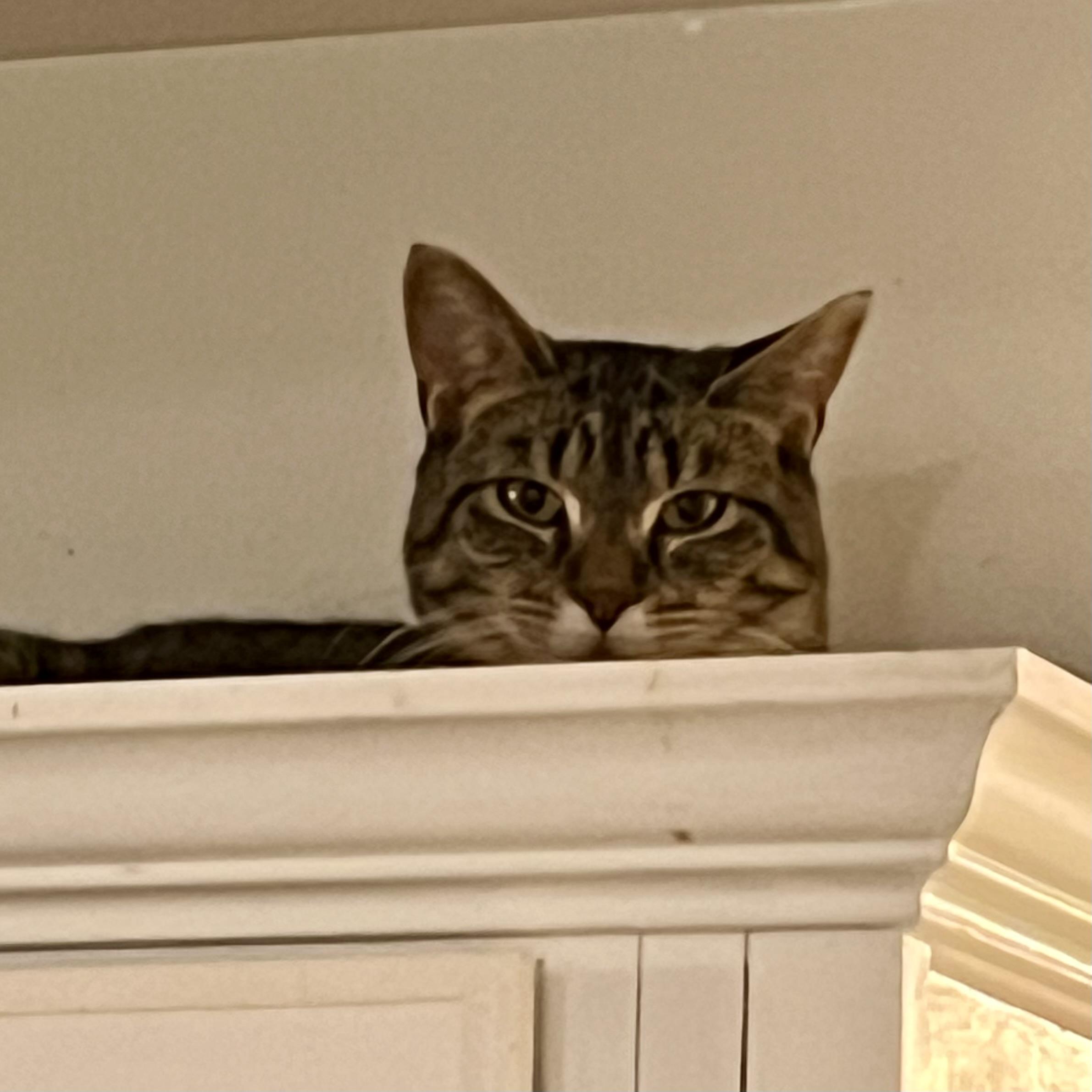 Nellie, an adoptable Domestic Short Hair in Lake Geneva, WI, 53147 | Photo Image 3