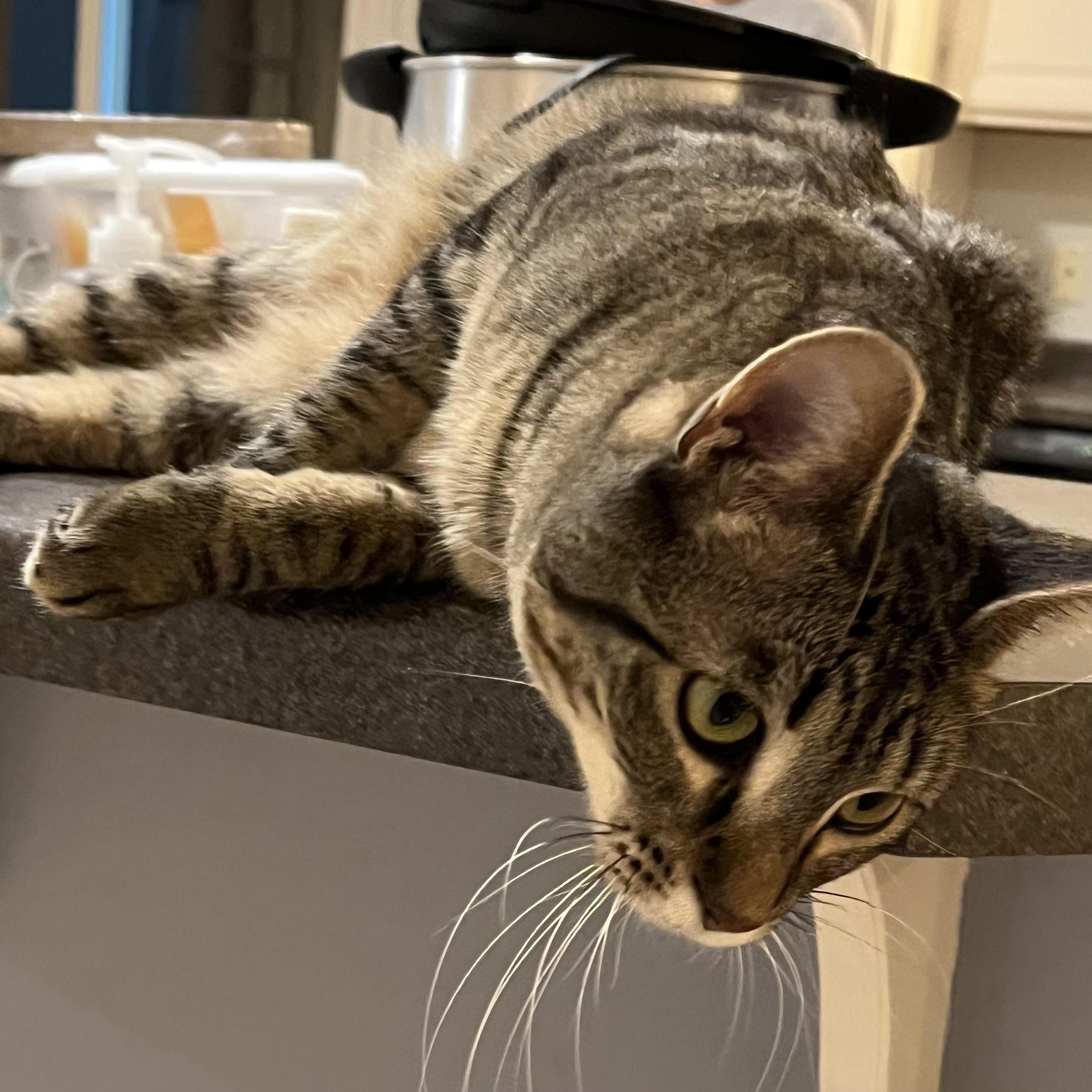 Nellie, an adoptable Domestic Short Hair in Lake Geneva, WI, 53147 | Photo Image 6
