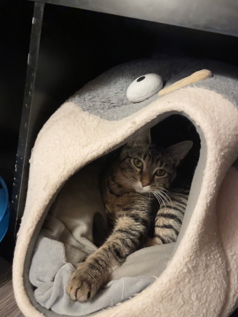 Nellie, a Adoptable Domestic Short Hair image 5/6