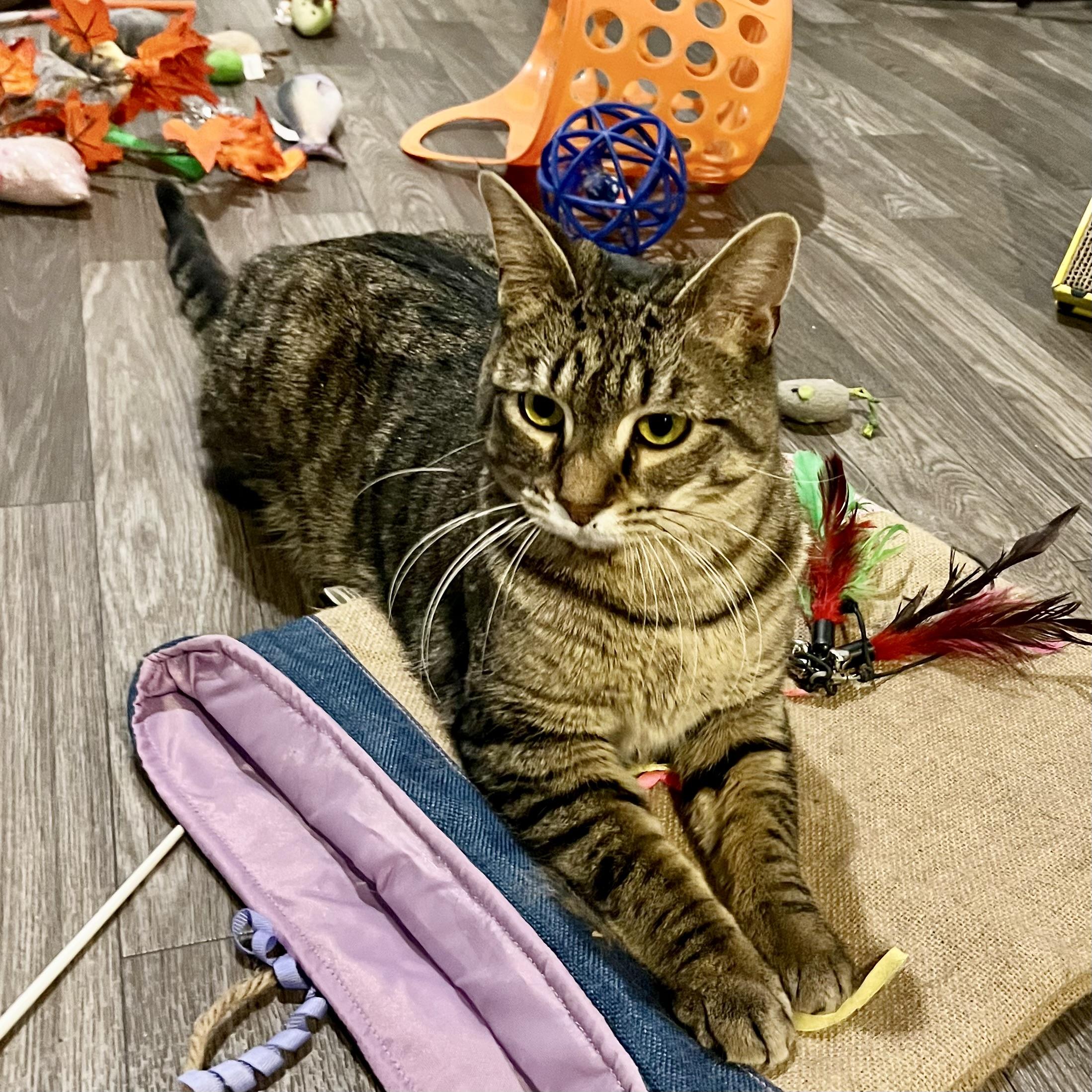 Nellie, a Adoptable Domestic Short Hair image 6/6