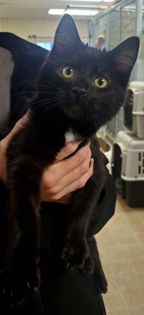 Enlarge VALERIE, a Adoptable Domestic Short Hair in Lemoore, CA image 1/1