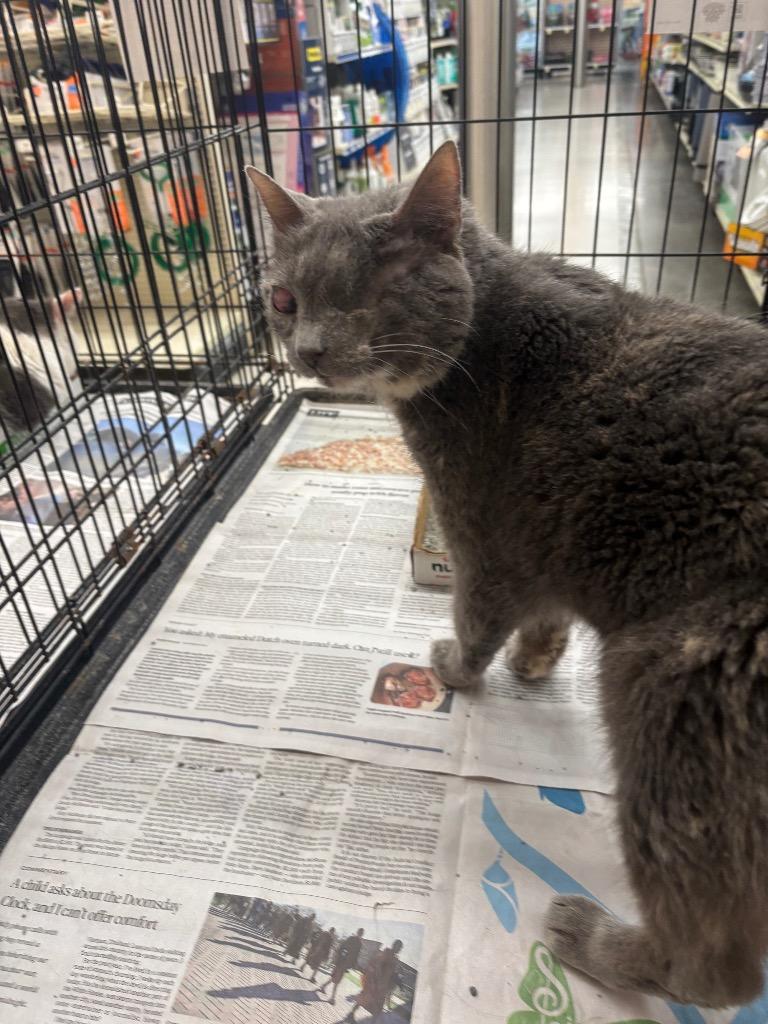 Opal, Adoptable, Senior Female Domestic Short Hair.