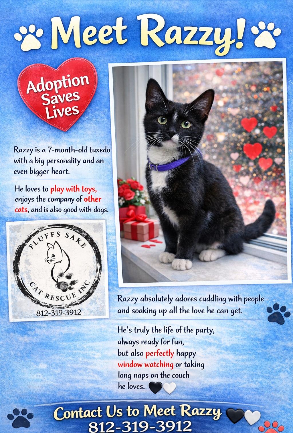 Razzy, an adoptable Tuxedo in Central City, KY image 2/2