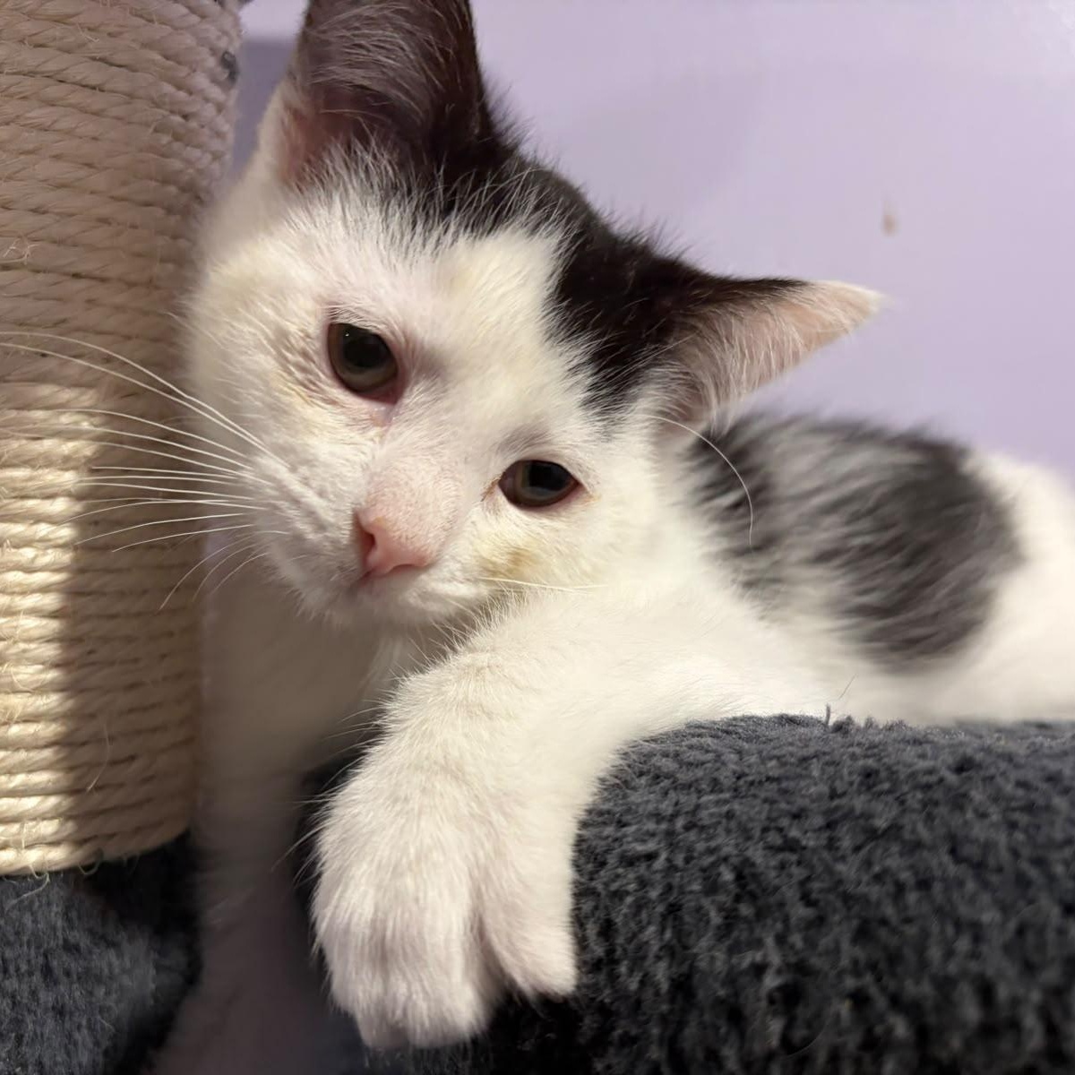 Enlarge Zipper, a Adopted Domestic Short Hair in Everett, ON image 3/3