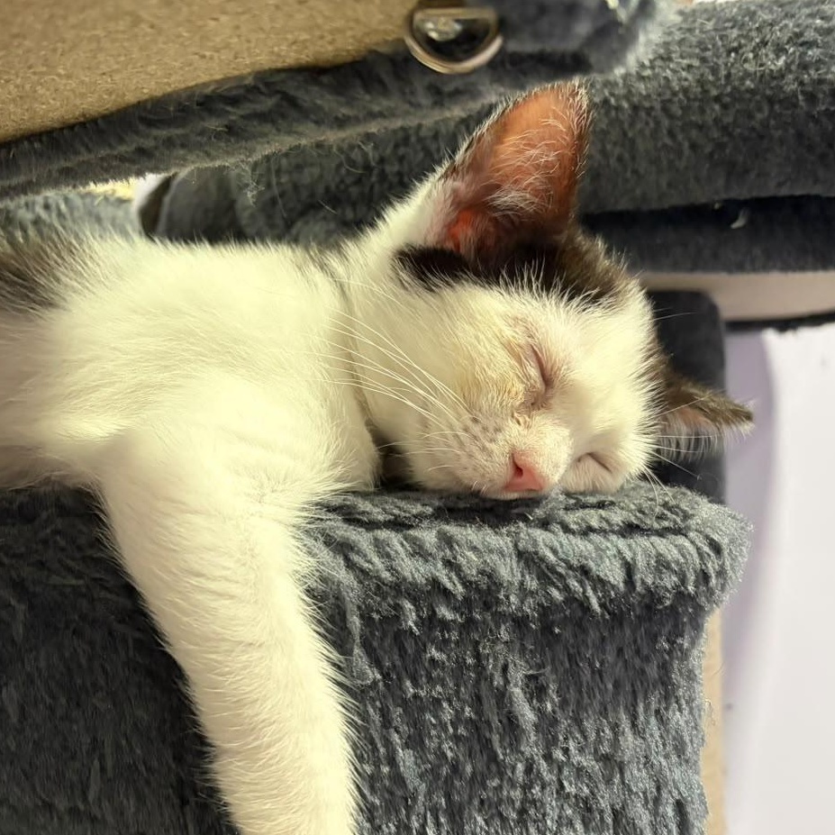 Enlarge Zipper, a Adopted Domestic Short Hair in Everett, ON image 1/3