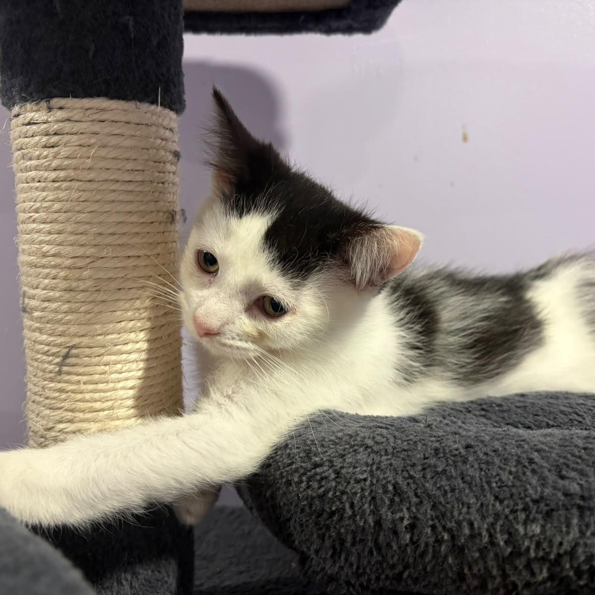 Enlarge Zipper, a Adopted Domestic Short Hair in Everett, ON image 2/3