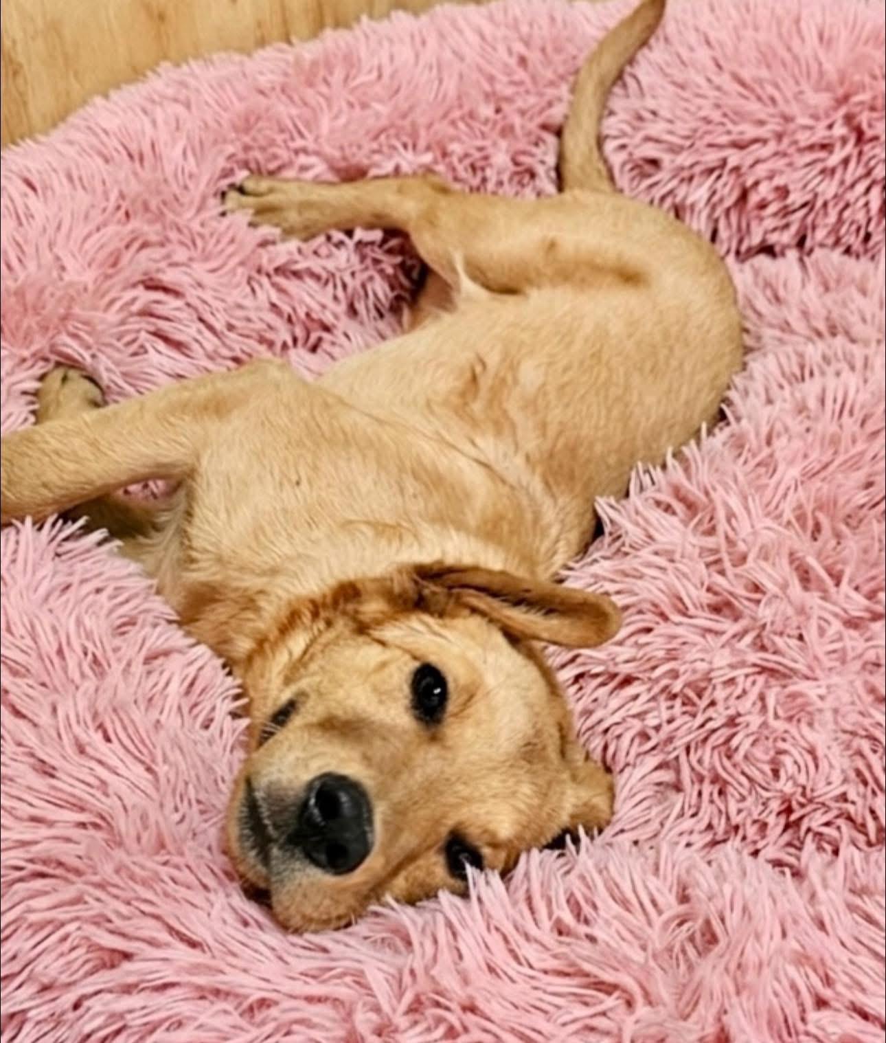 Enlarge Stormy, an adopted mixed breed in Rockwall, TX image 3/3