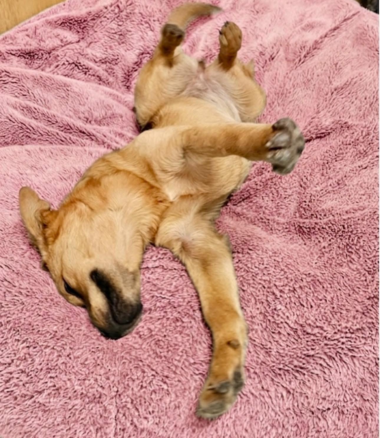 Enlarge Stormy, an adopted mixed breed in Rockwall, TX image 2/3