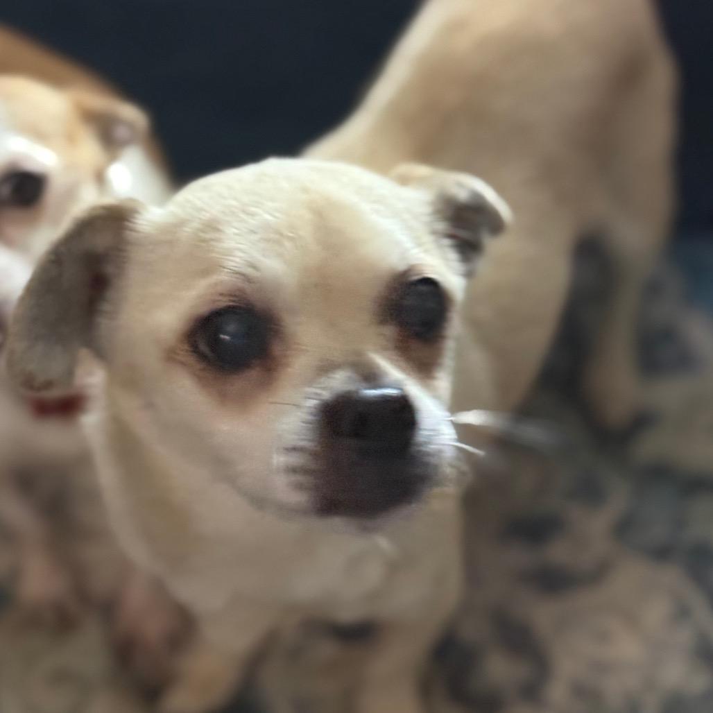 Enlarge Matzo Ball, a Adoptable mixed breed in Hudson, IL image 1/1