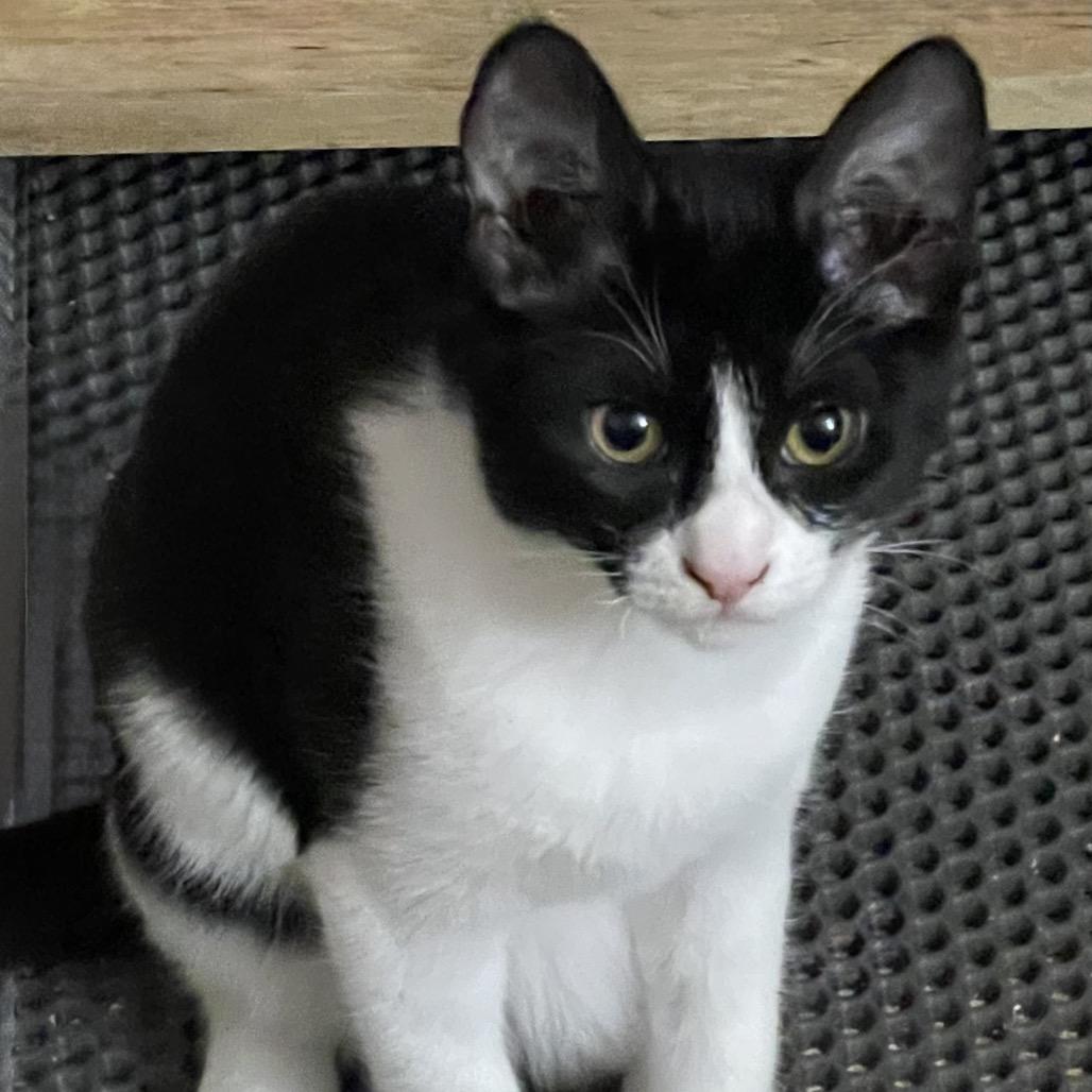 Nox, Adoptable, Young Male Domestic Short Hair.