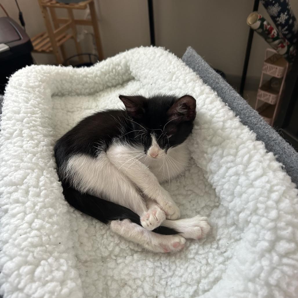 Nox, a Adoptable Domestic Short Hair in Missouri City, TX image 2/4