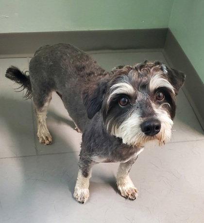 Enlarge Milo (6993), a Adoptable mixed breed in Lake City, MI image 1/1