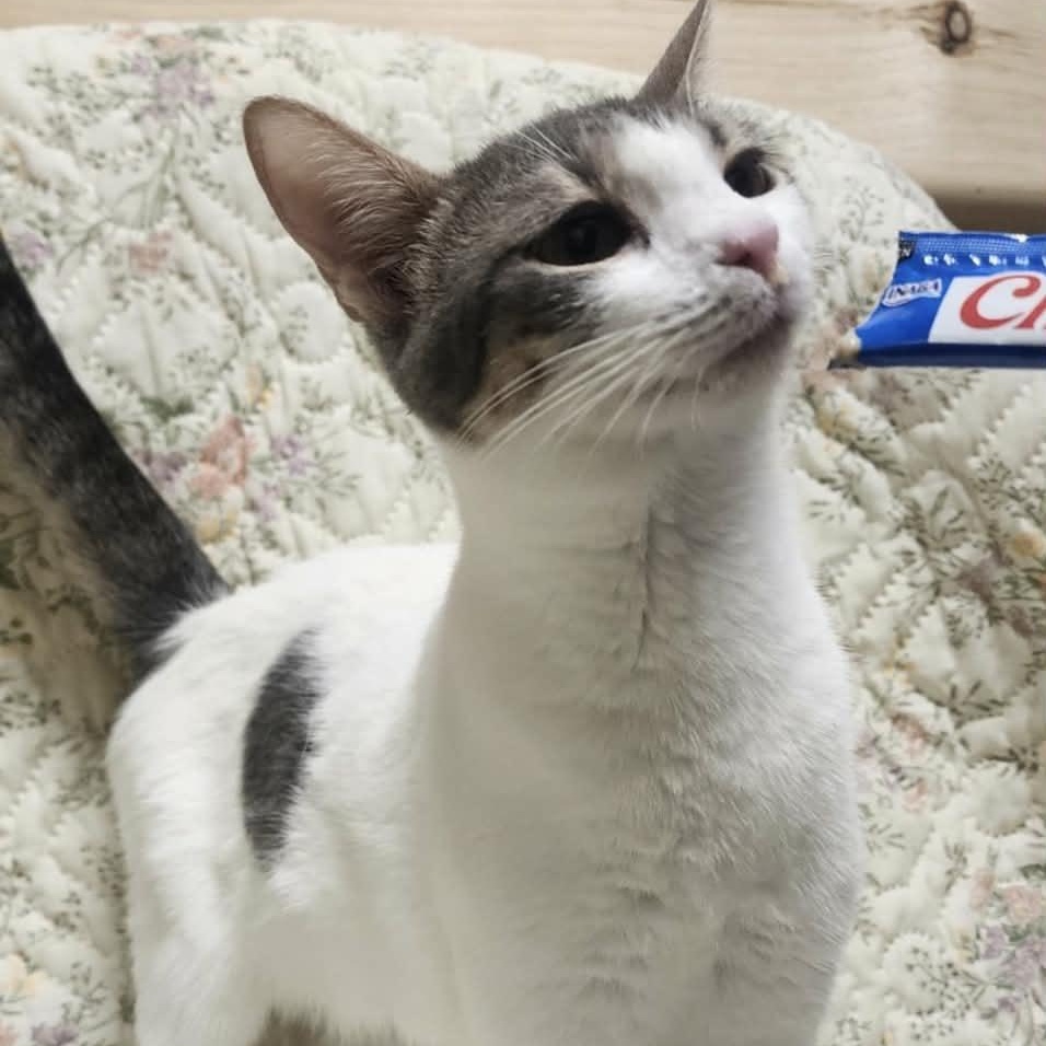 Enlarge Scarlett, a Adoptable Domestic Short Hair in Chuckey, TN image 3/3