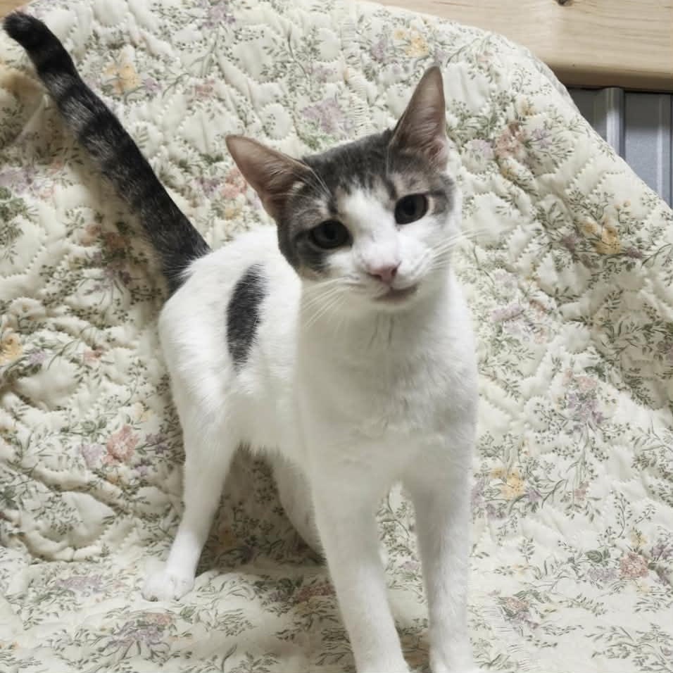 Scarlett, Adoptable, Young Female Domestic Short Hair.