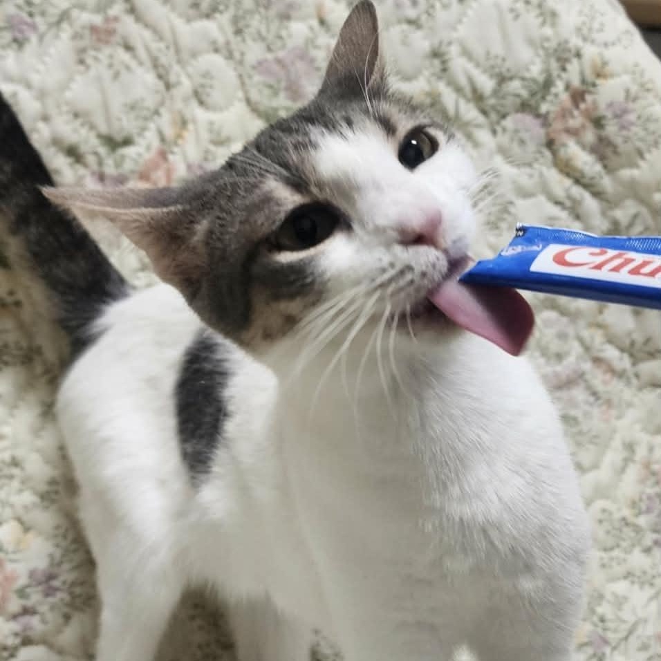 Enlarge Scarlett, a Adoptable Domestic Short Hair in Chuckey, TN image 2/3