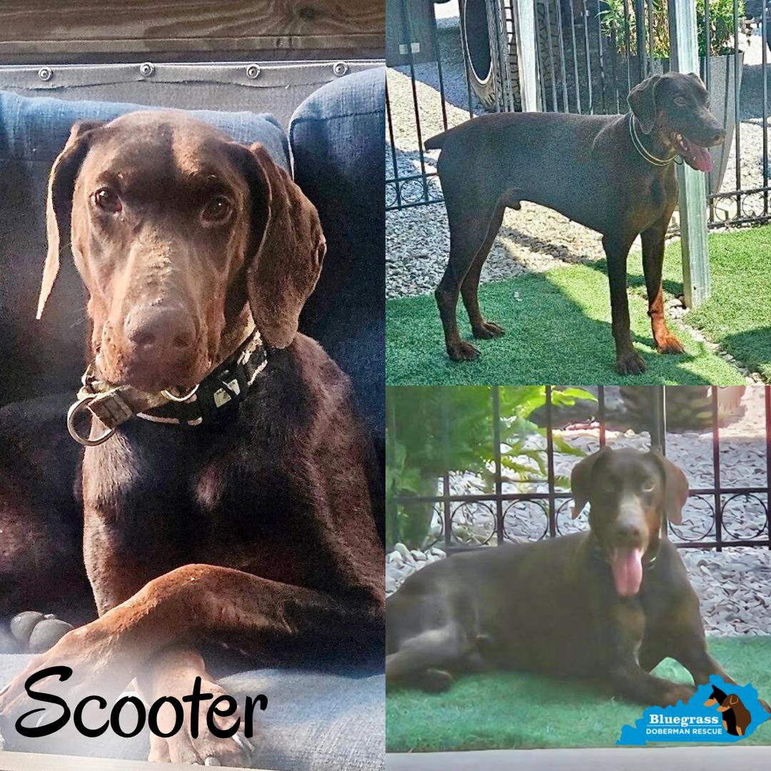 Scooter