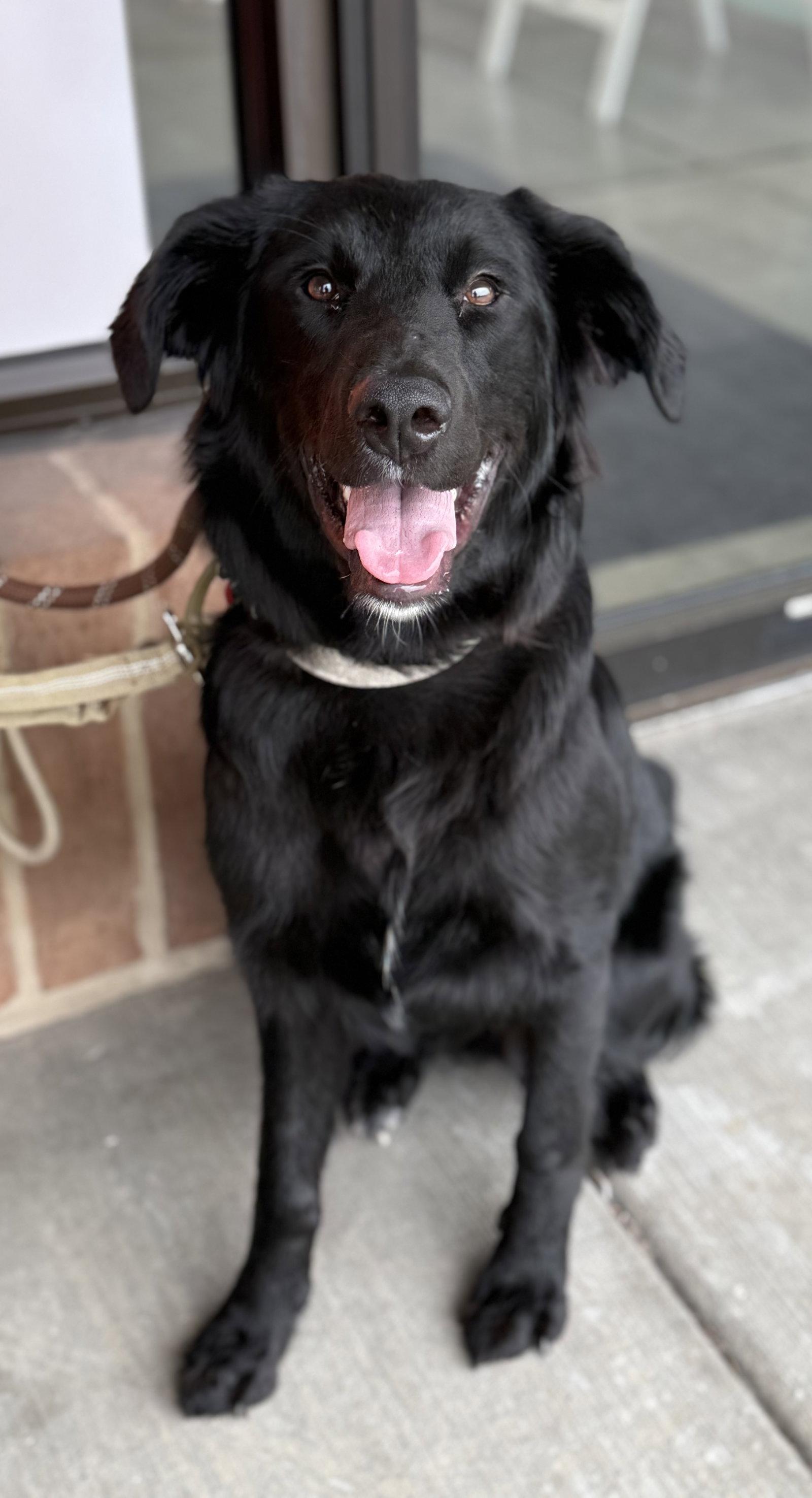 Enlarge Tag, a Adoptable mixed breed in Hillside, IL image 1/3