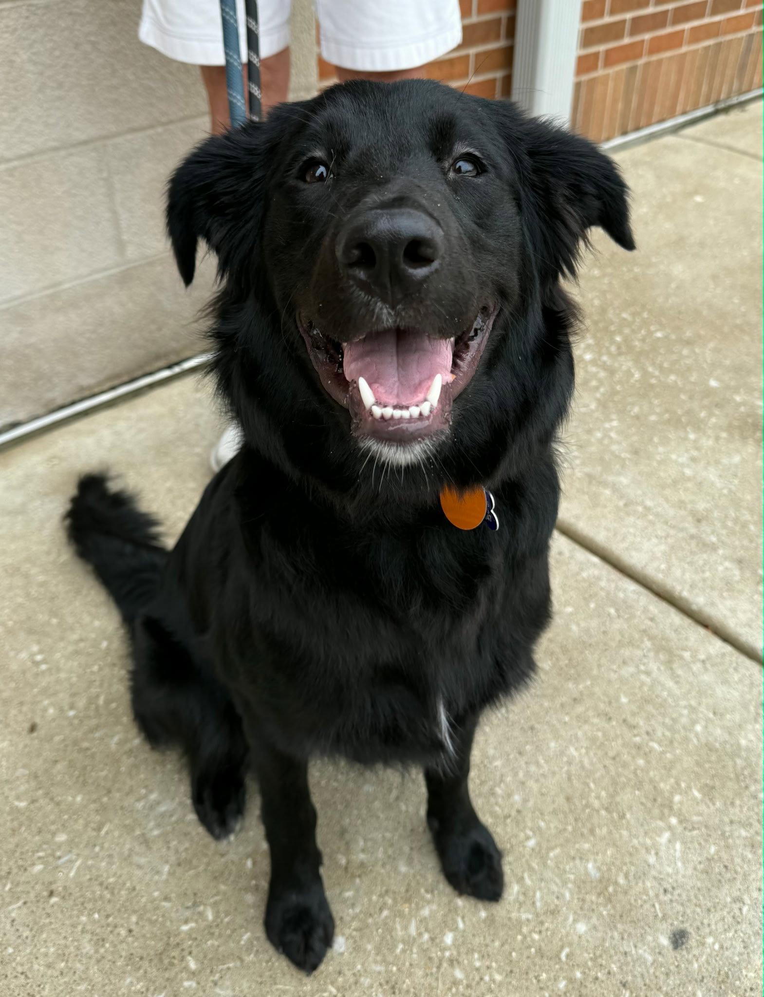 Tag, Adoptable, Puppy Female Golden Retriever & Labrador Retriever.