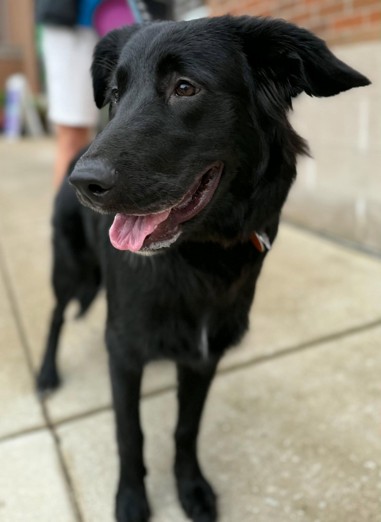Tag, a Adoptable mixed breed in Hillside, IL image 2/3