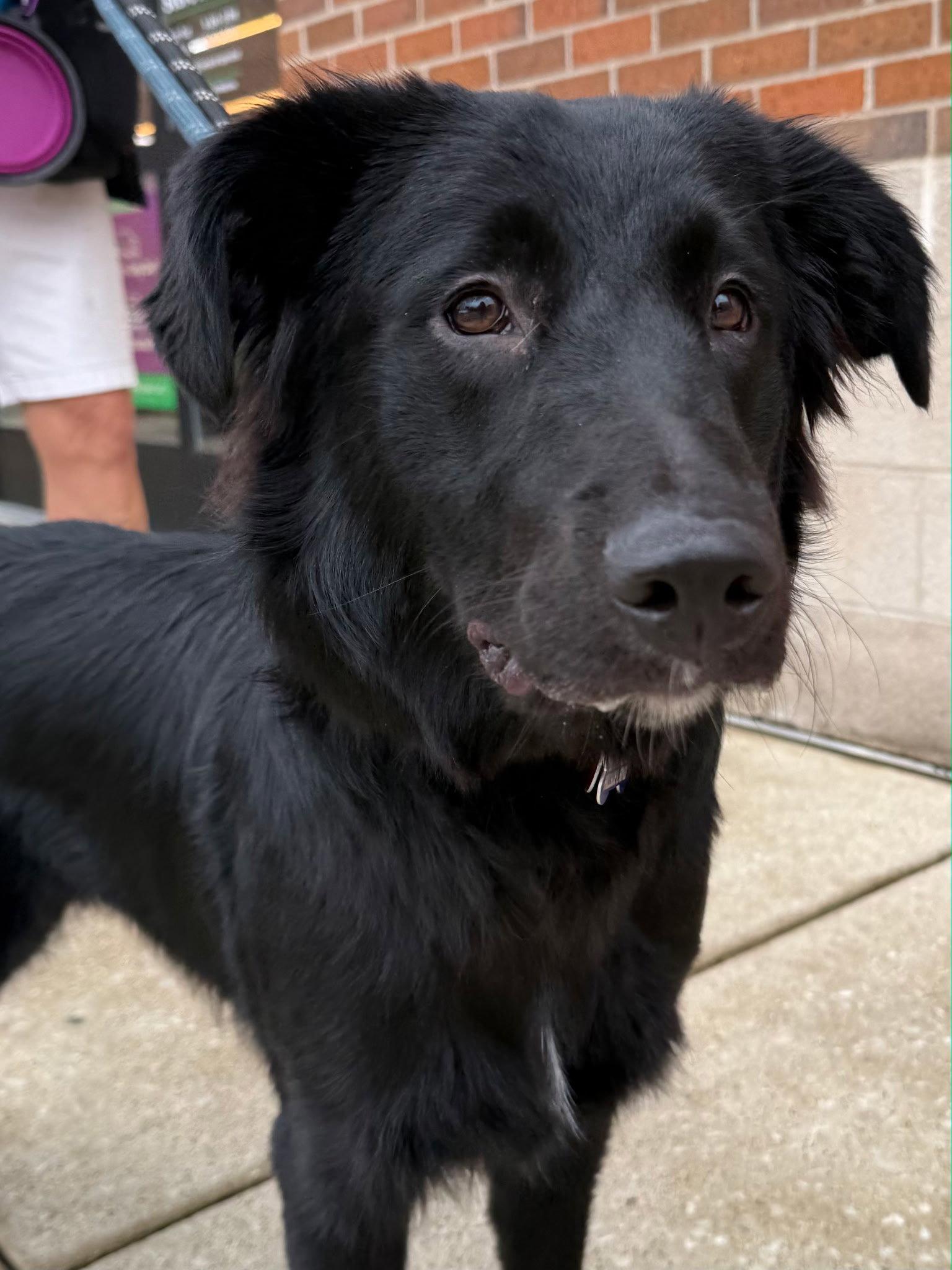 Tag, a Adoptable mixed breed in Hillside, IL image 3/3
