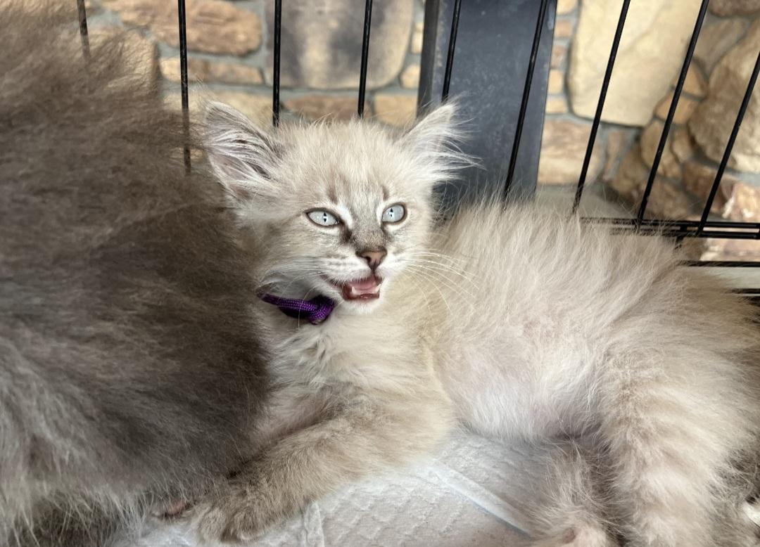 Gracie, an adopted Domestic Short Hair in Billings, MT_image-1