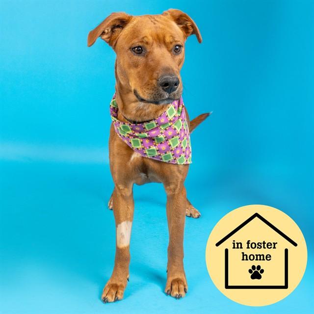 Enlarge CURRY, a Adoptable mixed breed in Saint Louis, MO image 1/1