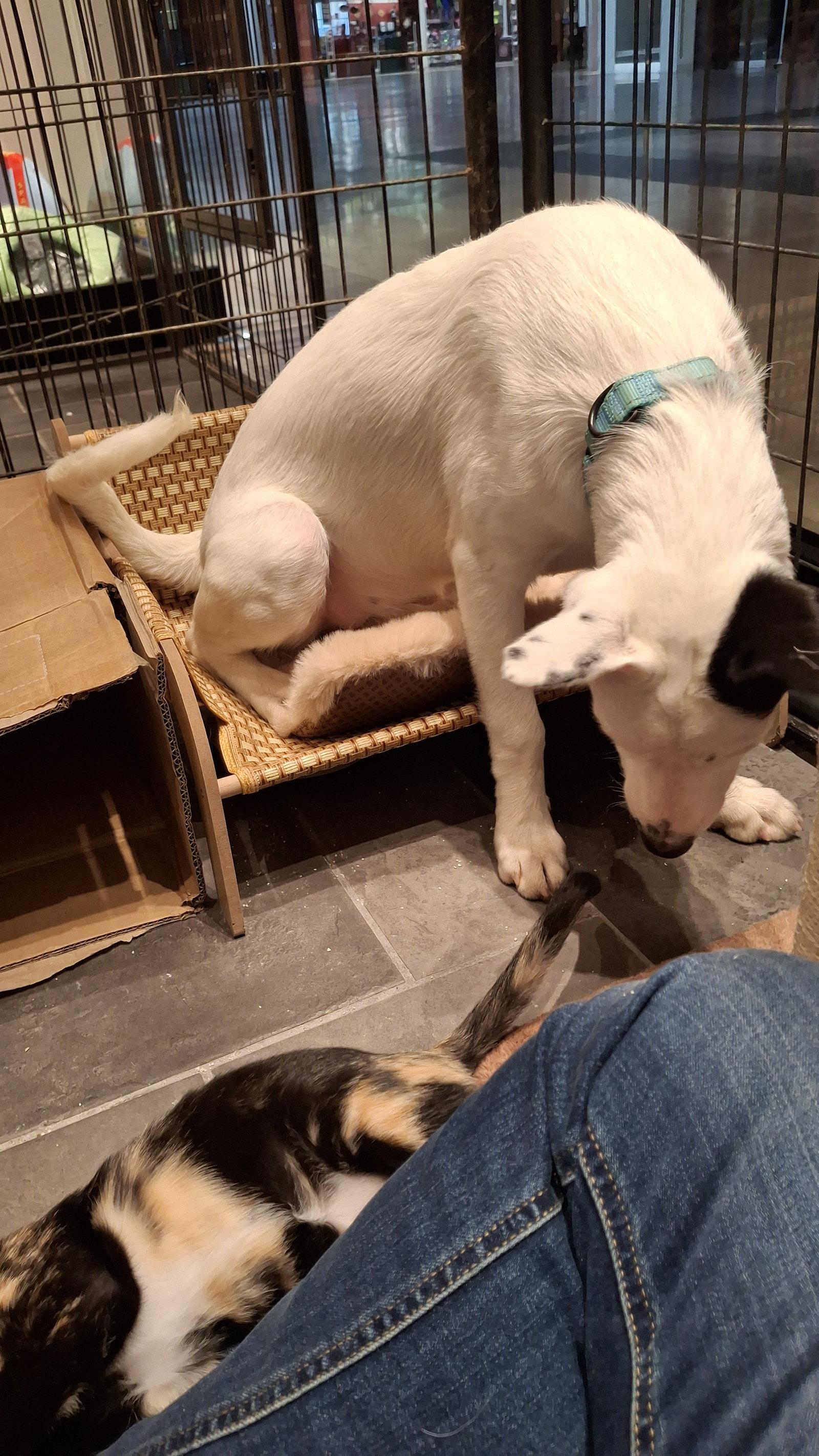 MONROE, Adoptable, Young Female Border Collie & German Shepherd Dog.