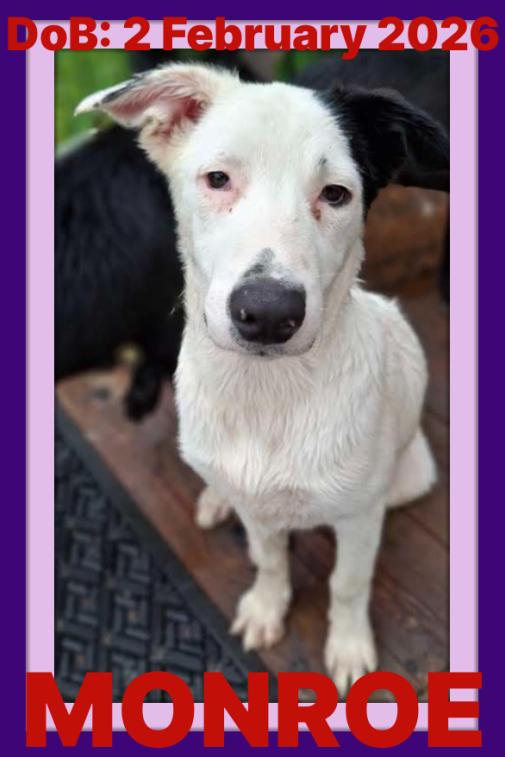 Enlarge MONROE, a Adoptable mixed breed in Sebec, ME image 3/3