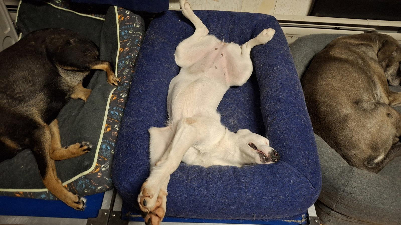 Enlarge MONROE, a Adoptable mixed breed in Sebec, ME image 2/3