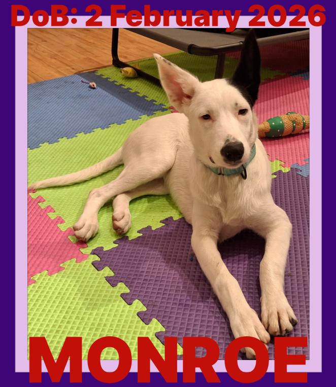 Enlarge MONROE, a Adoptable mixed breed in Sebec, ME image 3/3