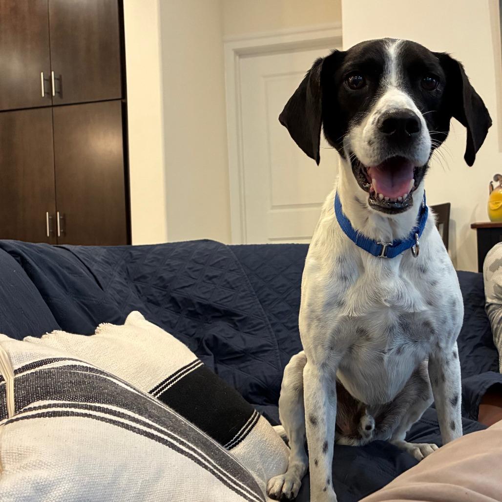 Enlarge Chance, a Adoptable mixed breed in Baltimore, MD image 1/5