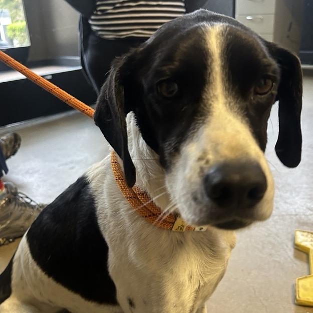 Enlarge Chance, a Adoptable mixed breed in Baltimore, MD image 2/5