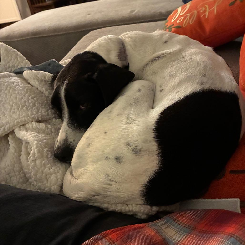 Enlarge Chance, a Adoptable mixed breed in Baltimore, MD image 3/5