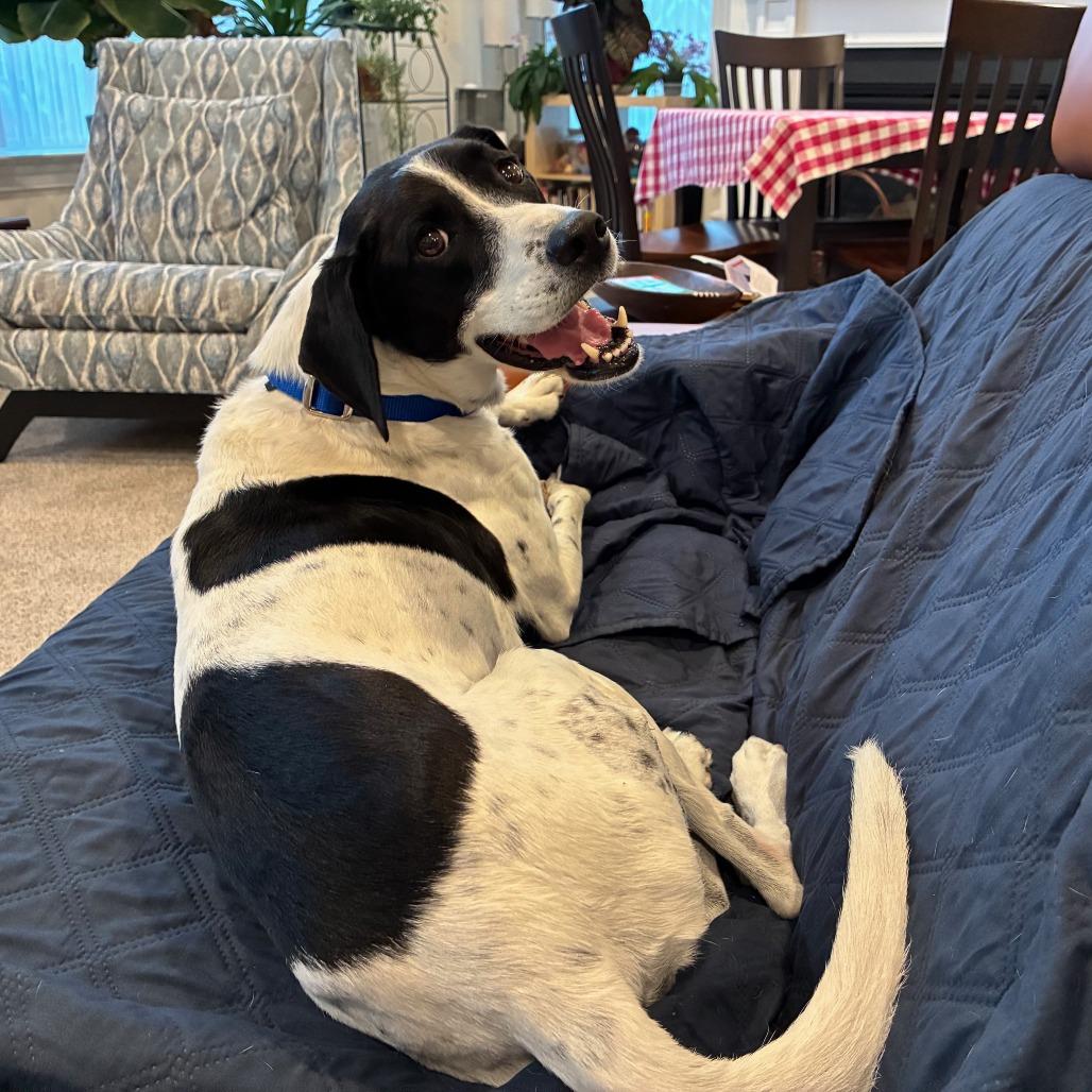 Enlarge Chance, a Adoptable mixed breed in Baltimore, MD image 4/5