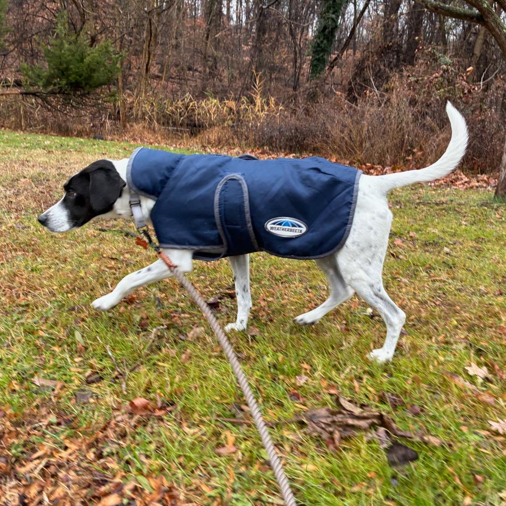 Enlarge Chance, a Adoptable mixed breed in Baltimore, MD image 5/5