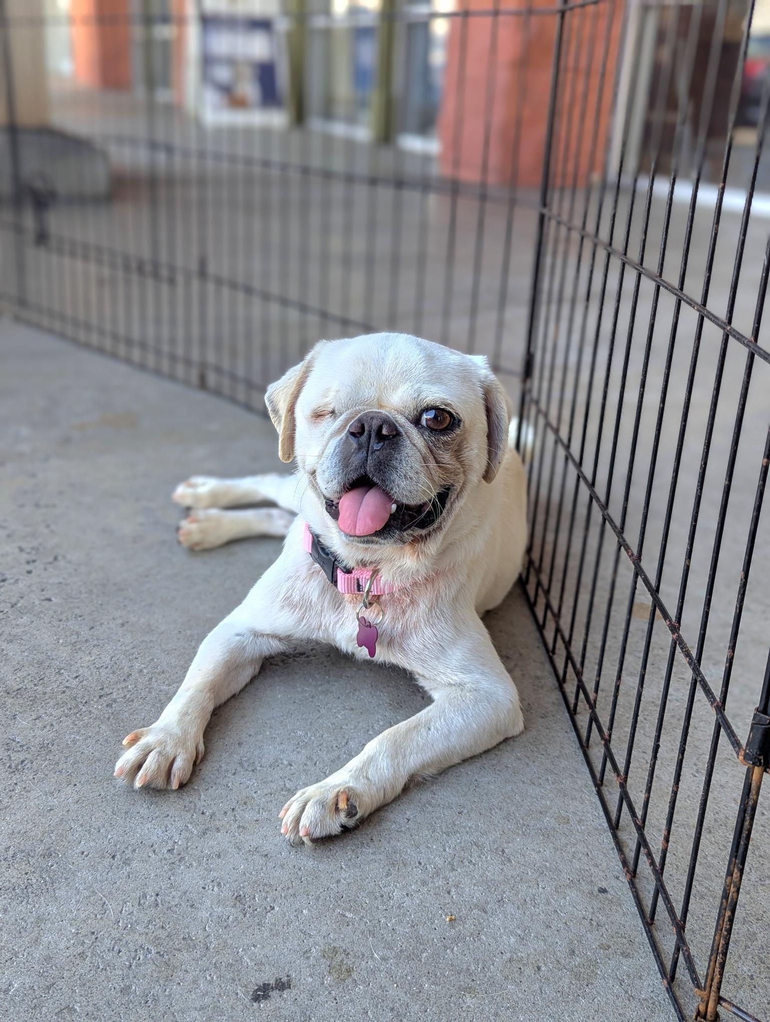 Enlarge Lilypad, a Adoptable mixed breed in El Cajon, CA image 4/4