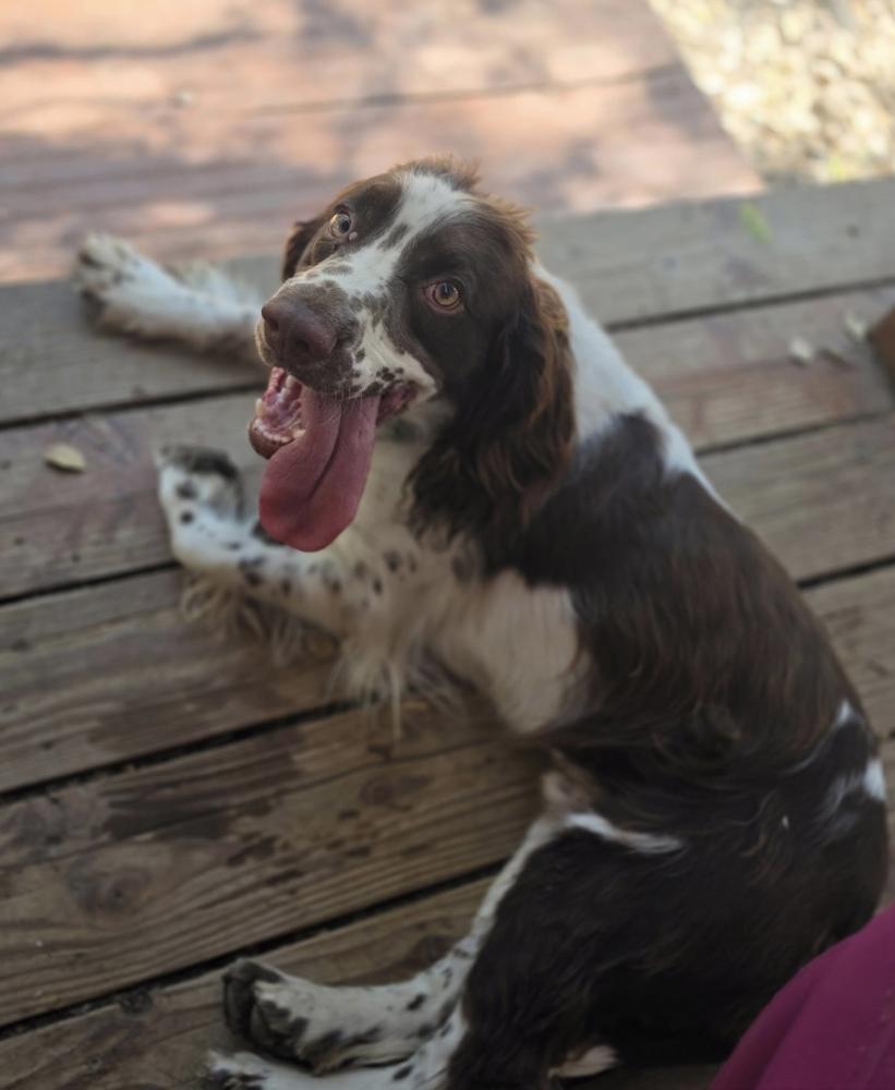 Cooper, Adoptable, Young Male English Springer Spaniel.