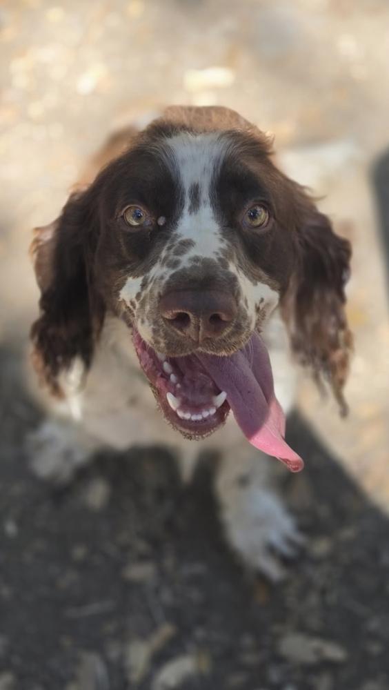 Cooper, a Adoptable English Springer Spaniel in Jamestown, CA image 2/5