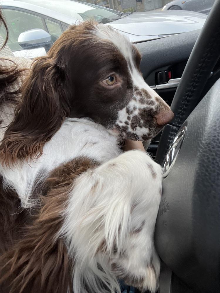 Cooper, a Adoptable English Springer Spaniel in Jamestown, CA image 3/5